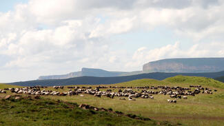 Weidewirtschaft in Gebirgen