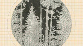 Alexandra Kürtz: Wald