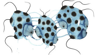 Vage Existenzen (Zeichnungen von Cesa Wendt)